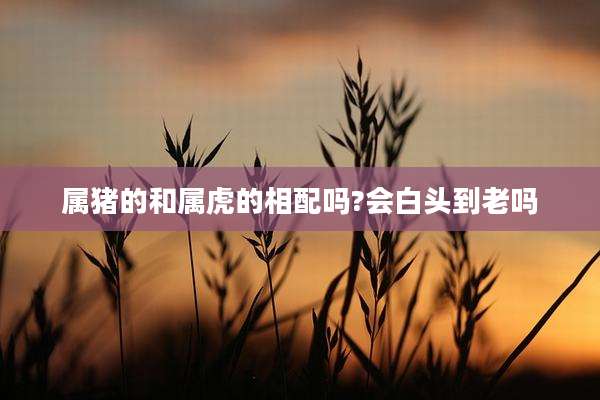 属猪的和属虎的相配吗?会白头到老吗
