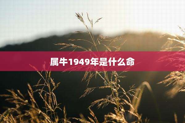 属牛1949年是什么命
