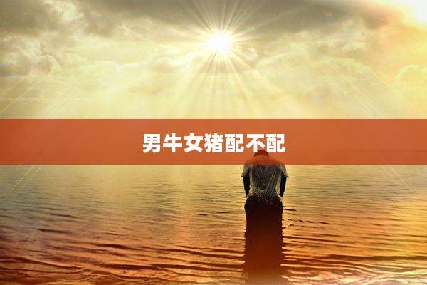 男牛女猪配不配