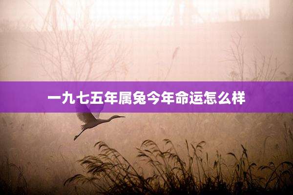 一九七五年属兔今年命运怎么样