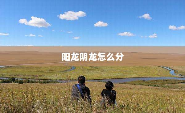 阳龙阴龙怎么分