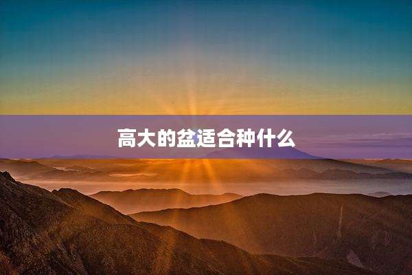 高大的盆适合种什么