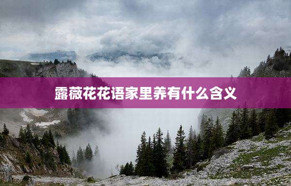 露薇花花语家里养有什么含义