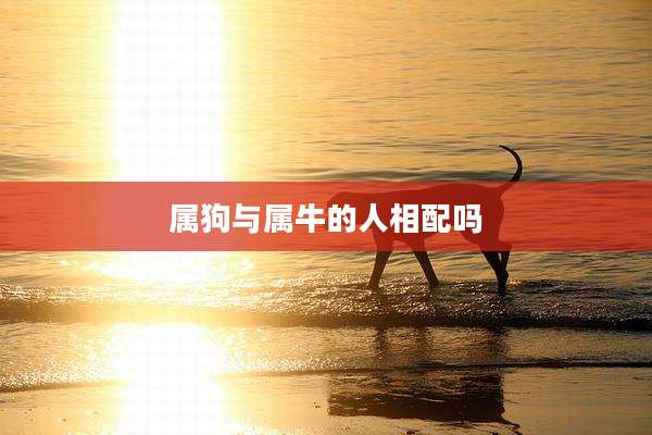 属狗与属牛的人相配吗
