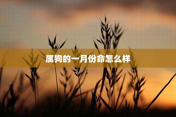 属狗的一月份命怎么样
