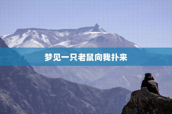 梦见一只老鼠向我扑来