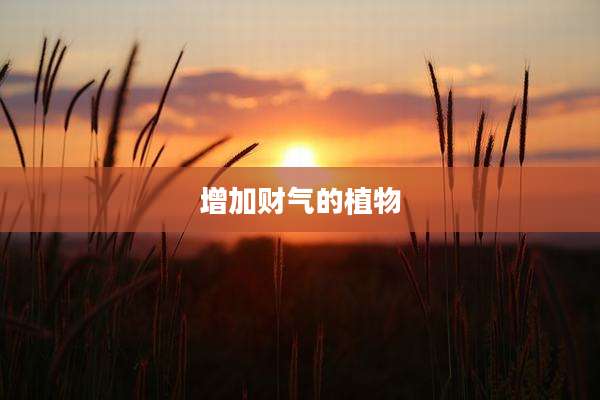 增加财气的植物