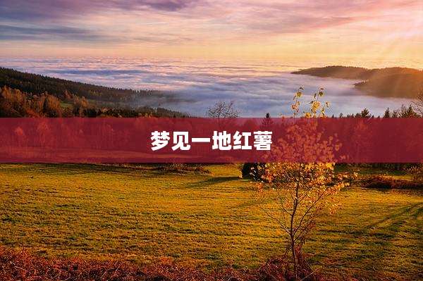 梦见一地红薯