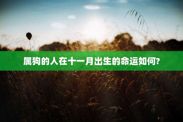 属狗的人在十一月出生的命运如何?