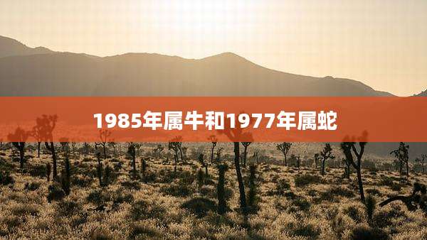 1985年属牛和1977年属蛇