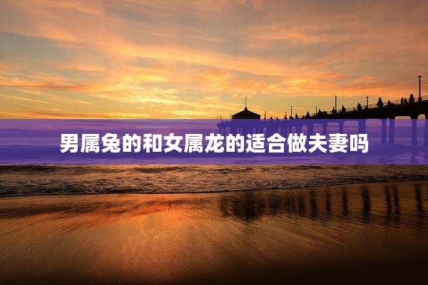 男属兔的和女属龙的适合做夫妻吗