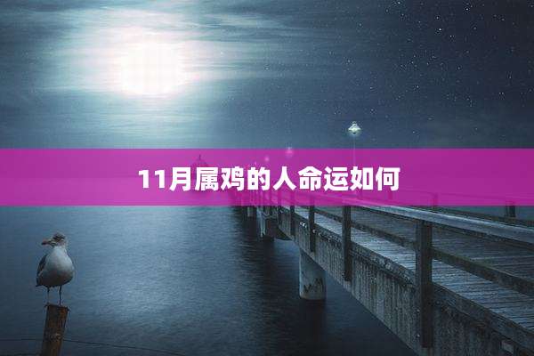 11月属鸡的人命运如何