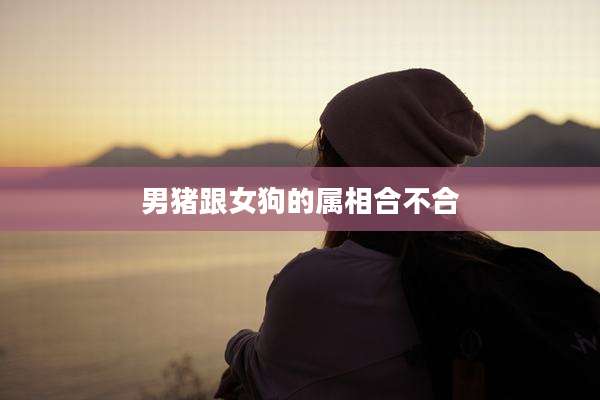 男猪跟女狗的属相合不合