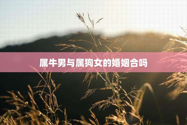属牛男与属狗女的婚姻合吗