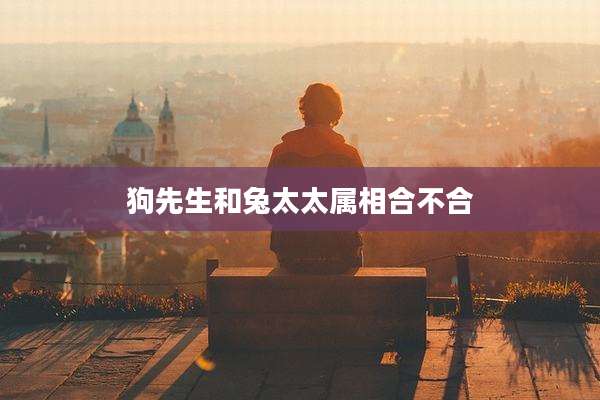 狗先生和兔太太属相合不合