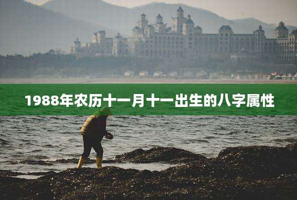 1988年农历十一月十一出生的八字属性