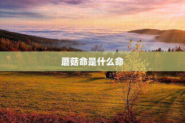 蘑菇命是什么命