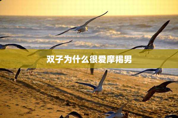 双子为什么很爱摩羯男
