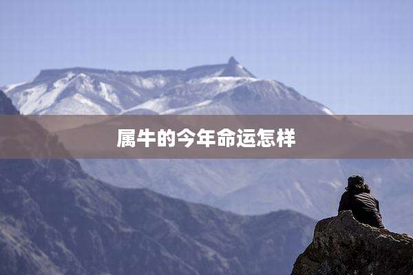属牛的今年命运怎样